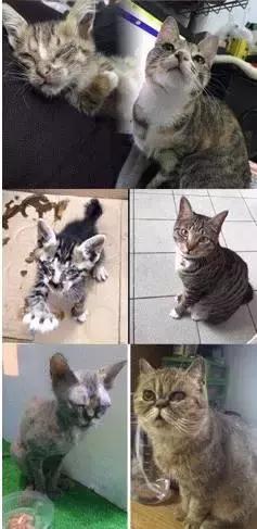 成都流浪猫割双眼皮后的图片,给流浪猫割双眼皮