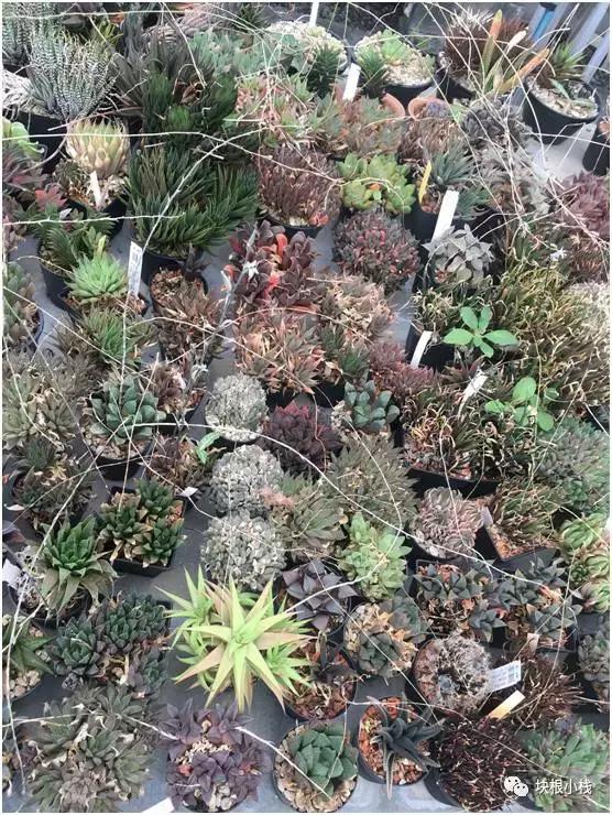 泰国多肉展会,仙人掌与多肉植物新品集粹