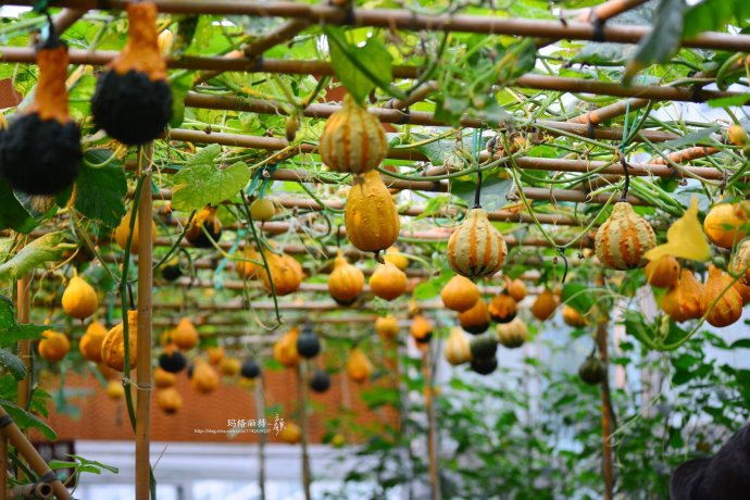 植物美图笔记~各种瓜（葫芦科植物）