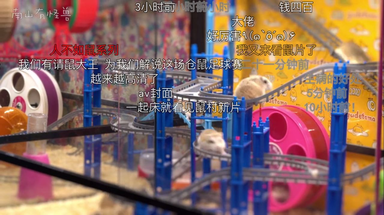 惊喜日三：跟着养仓鼠大神-南山有怪兽，来一起看看高清镜头下仓鼠的小世界是什么样的~