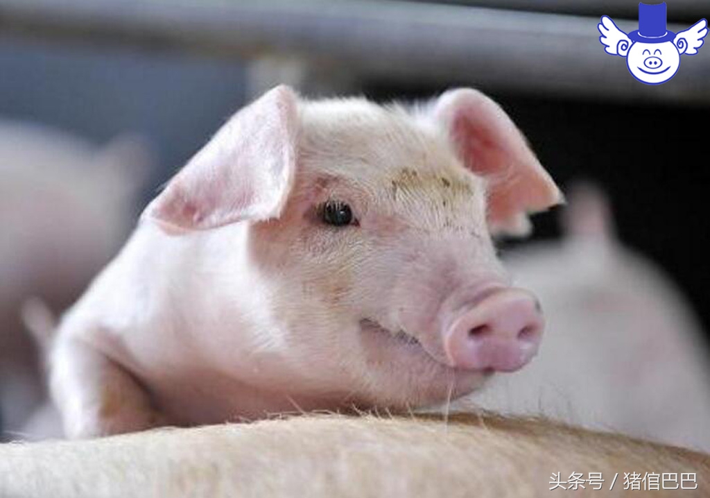 生姜对治疗猪拉稀有哪些功效,治腹泻有奇效