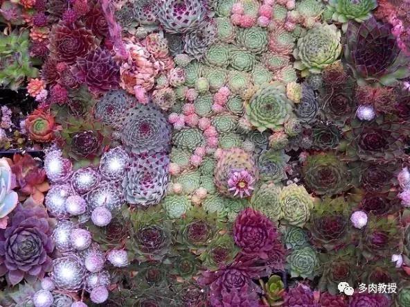 多肉开花会死的品种有哪些图片,多肉开花为什么会死