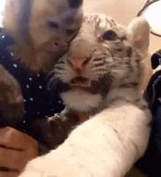 佛前一跪三千年，未见我佛心生怜；莫是尘埃遮佛眼，原是未献香火钱；佛若不贪，为何要世人供奉？