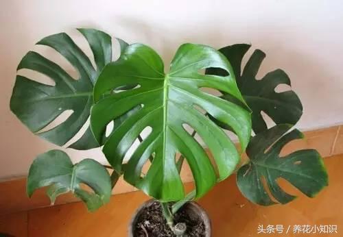 绿萝净化甲醛测评,绿萝吊兰去甲醛测评