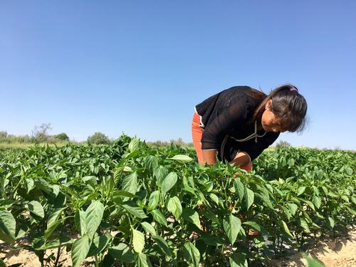 新政即将出台，农民每人最少也有300元补贴地域不同补贴标准不一快看看你的在哪？