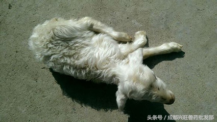 羔羊软瘫怎么治,羔羊瘫痪症的原因及护理方法