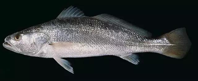 一啸渔乐,常见平尾海鱼有哪些