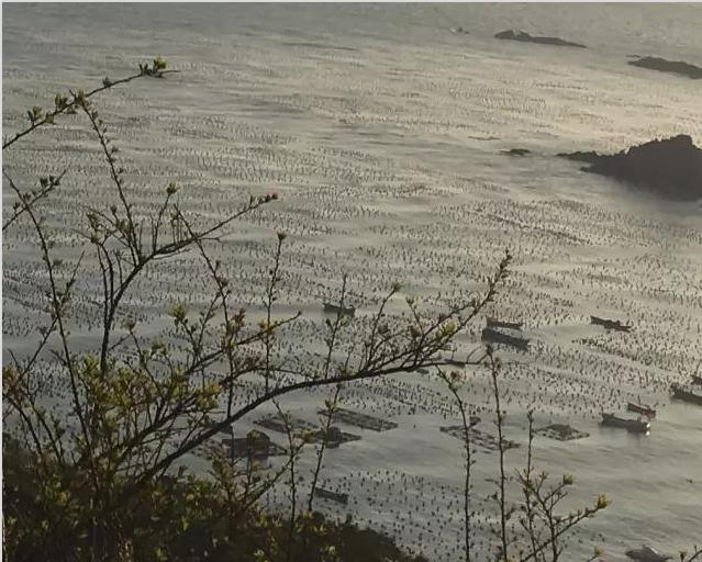 枸杞岛露营看日出,枸杞岛可以搭帐篷露营吗