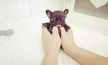 一梦谈狗：听说你喜欢法国斗牛犬，那你了解它么？