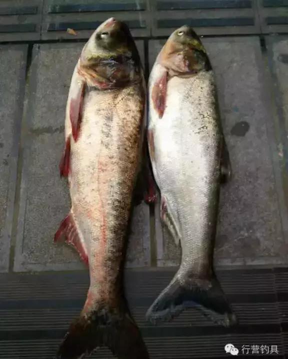 半价活动快来抢购,半价狂欢活动来袭