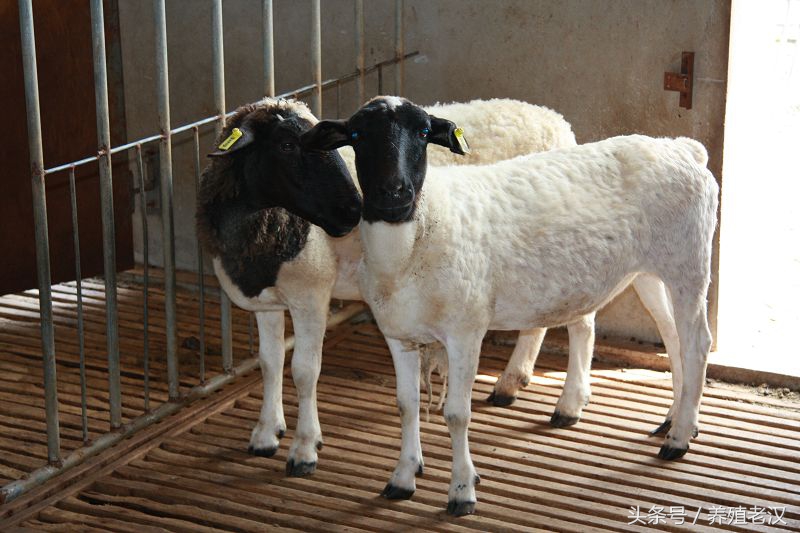 养羊的几个小技巧提高羊的成活率,养羊有哪些难点