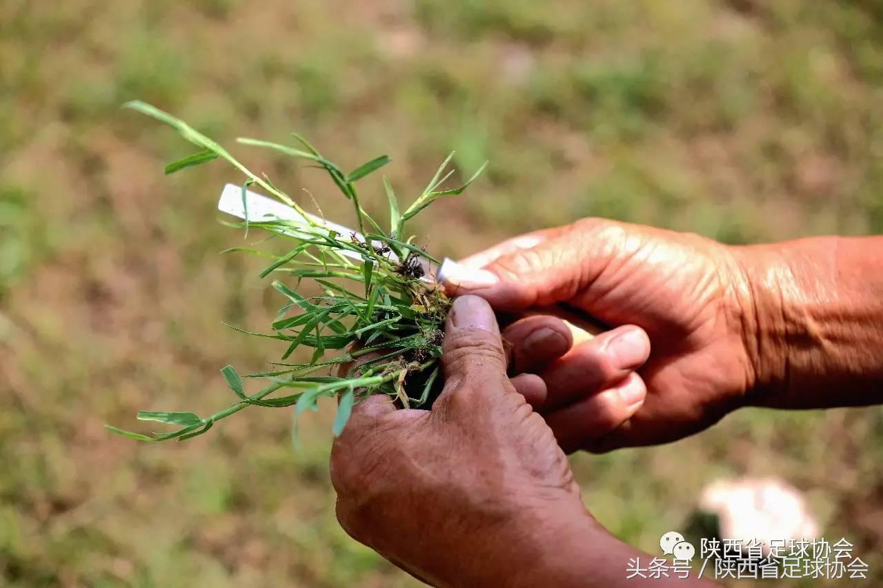 陕西足球背后人物系列丨丈八训练基地绿茵美容师，高温下坚守一线保障场地