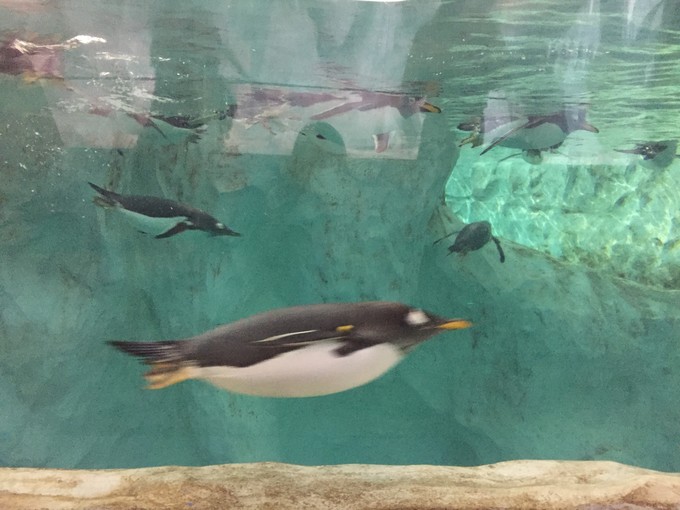 珠海长隆海洋王国游记作文,珠海长隆海洋王国一日游攻略