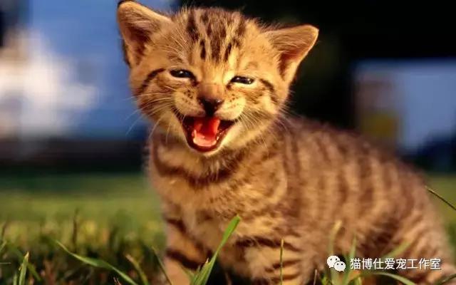 浅聊猫咪下泌尿道疾病