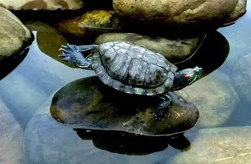 腰围超过多少会造成疾病,腰围超标会引起什么疾病