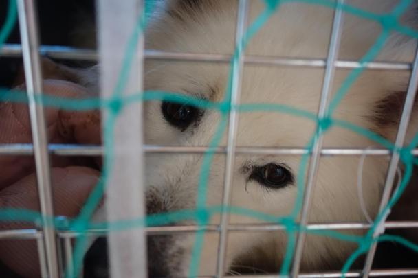 流浪猫志愿者实践活动,做志愿者的活动纪实