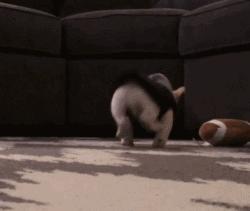 一梦谈狗：听说你喜欢法国斗牛犬，那你了解它么？