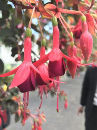 美食，美酒与美景-日本中北部升龙道深度游攻略（二）