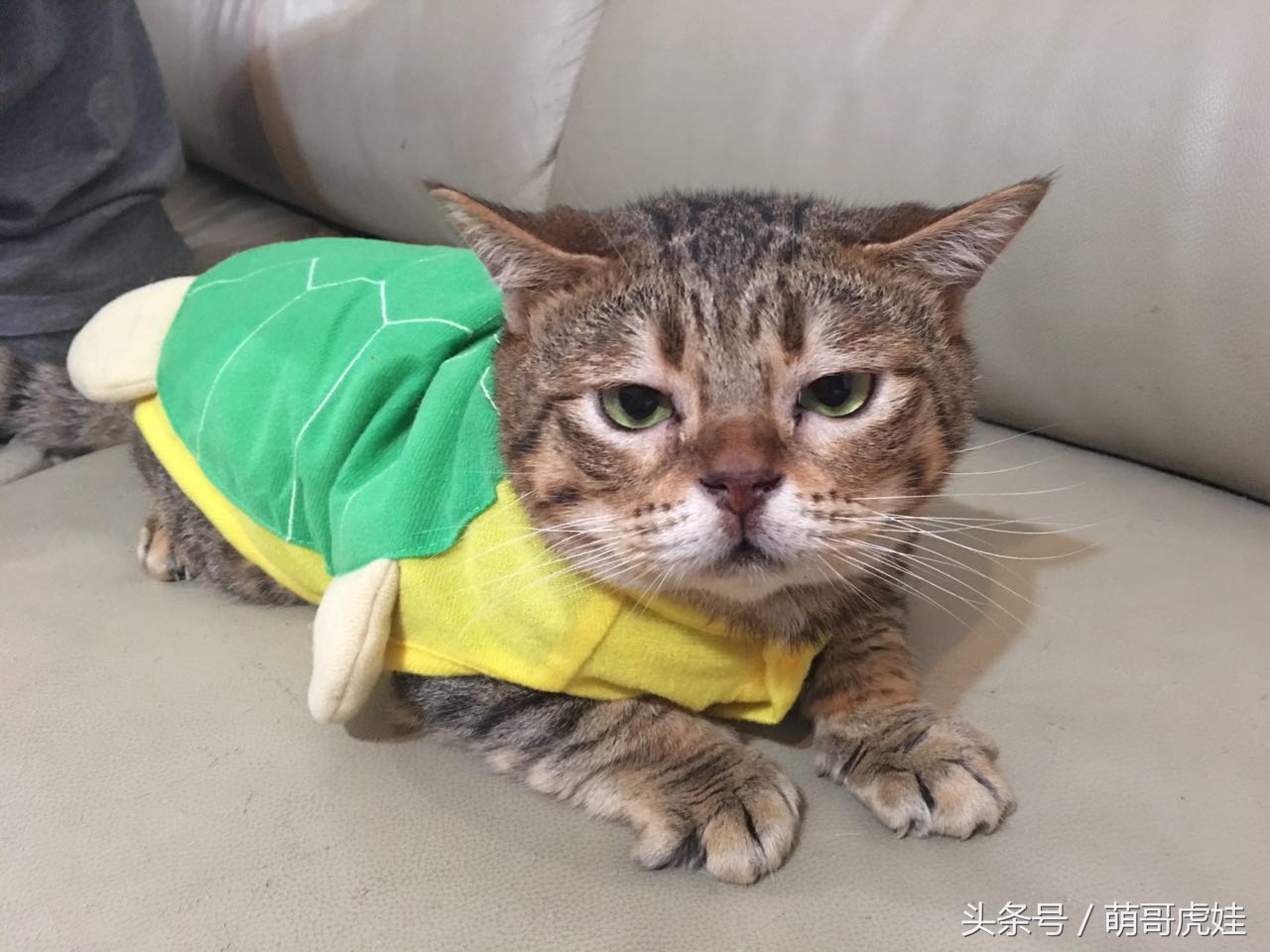 铲屎的给喵星人买了好多卖萌装备，小猫试穿后一脸懵莫名戳中萌点