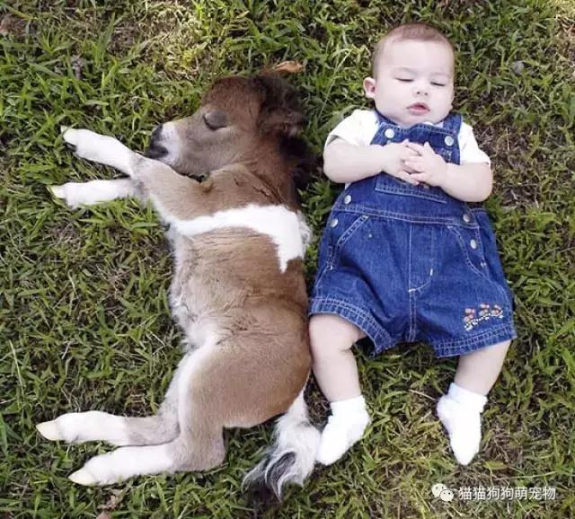 这些小巧可爱的迷你马