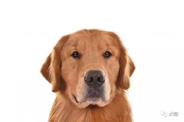 金毛寻回犬基本特征,金毛寻回犬的日常