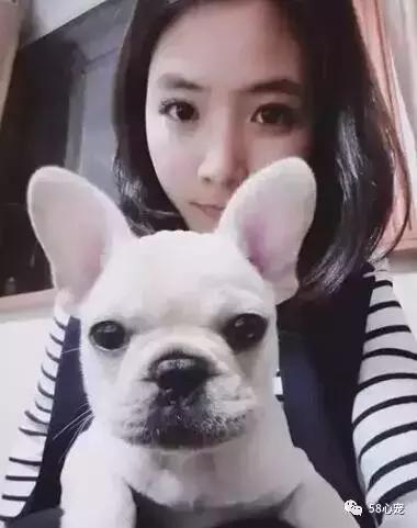 一梦谈狗：听说你喜欢法国斗牛犬，那你了解它么？