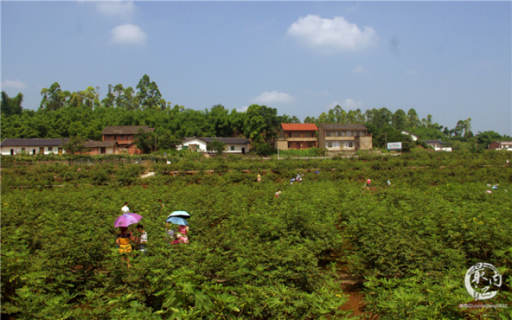 2020年威远无花果节,四川无花果节