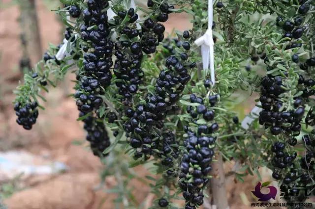 90后女生回到家乡创业,90后姑娘只身创业打拼