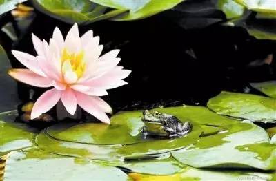 稻花香里说丰年诗词讲解,稻花香里说丰年听取蛙声一片500字