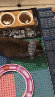 铲屎的给喵星人买了好多卖萌装备，小猫试穿后一脸懵莫名戳中萌点