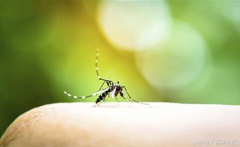 被蚊虫叮咬皮肤瘙痒难忍怎么办,被蚊虫叮咬了痒得要死怎么办