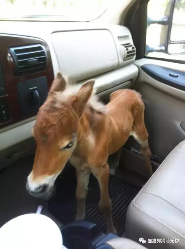 微型迷你小矮马,迷你马可爱的视频