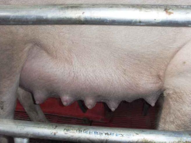 母猪产前产后注意事项以及产后不食少乳炎症处理方法