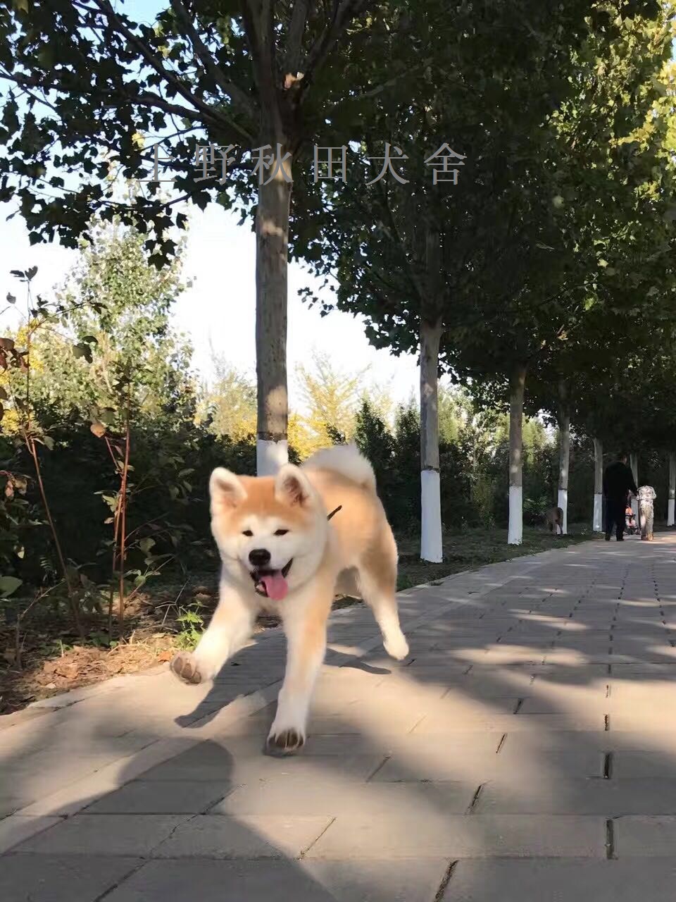 狗狗刚生完小狗注意事项,小狗刚接到家需要注意什么