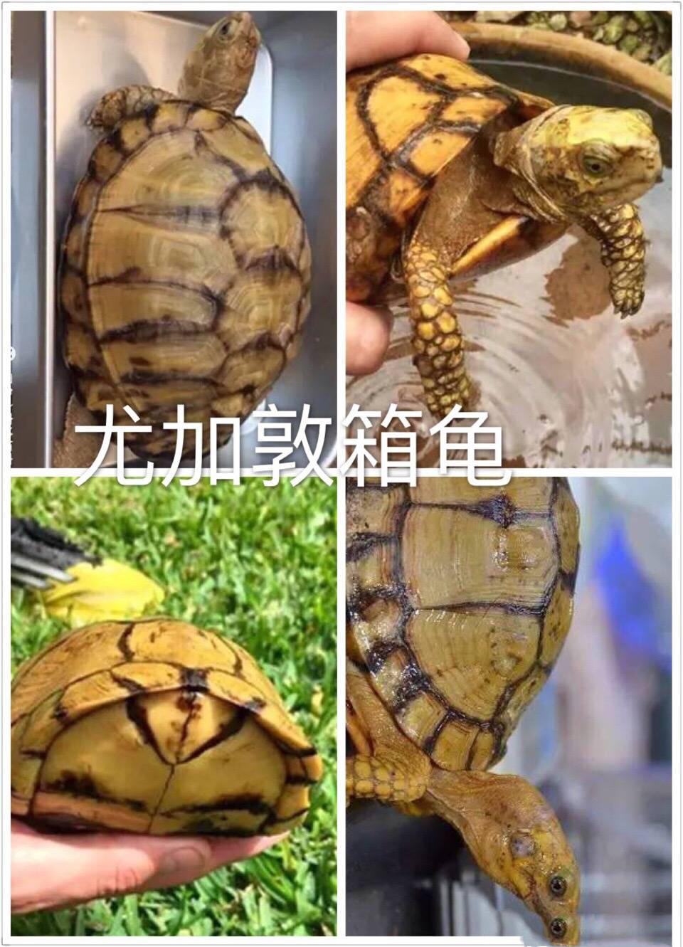 箱龟怎么区分品种,箱龟种类大全