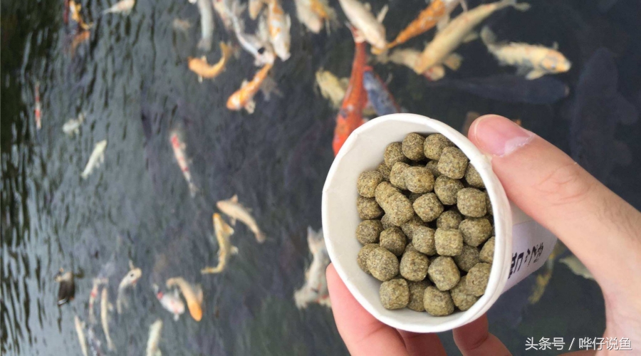 宠物鱼观赏鱼饲料,水族观赏鱼专用鱼粮