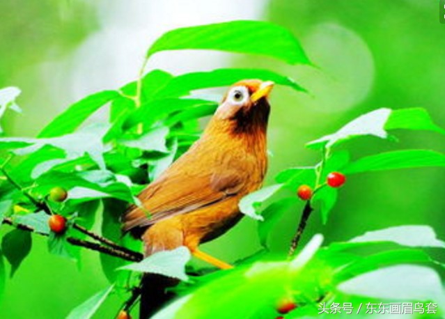 东东画眉鸟原毛讲解,换毛饲料画眉鸟