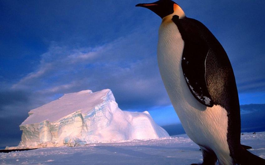 企鹅号新手期如何开通原创,企鹅号如何开通各个平台权益