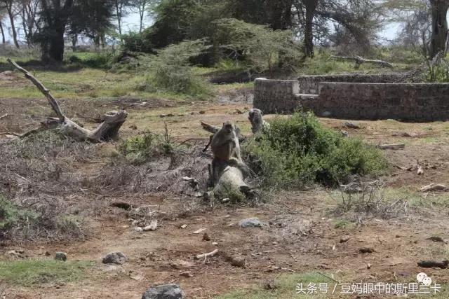 风动？树动？心动！致你，Kenya