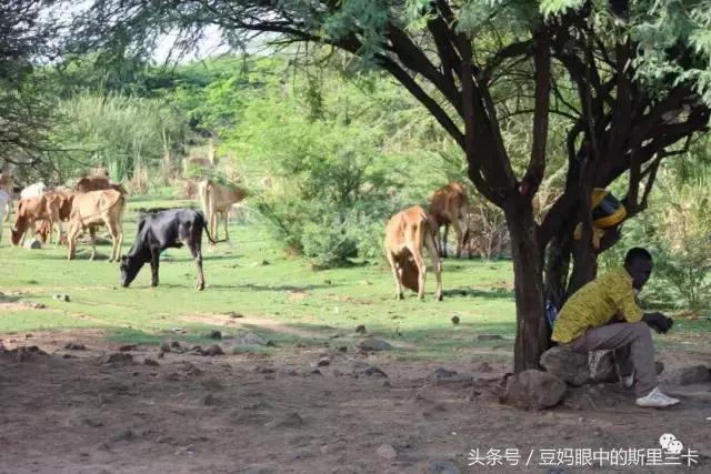 风动？树动？心动！致你，Kenya