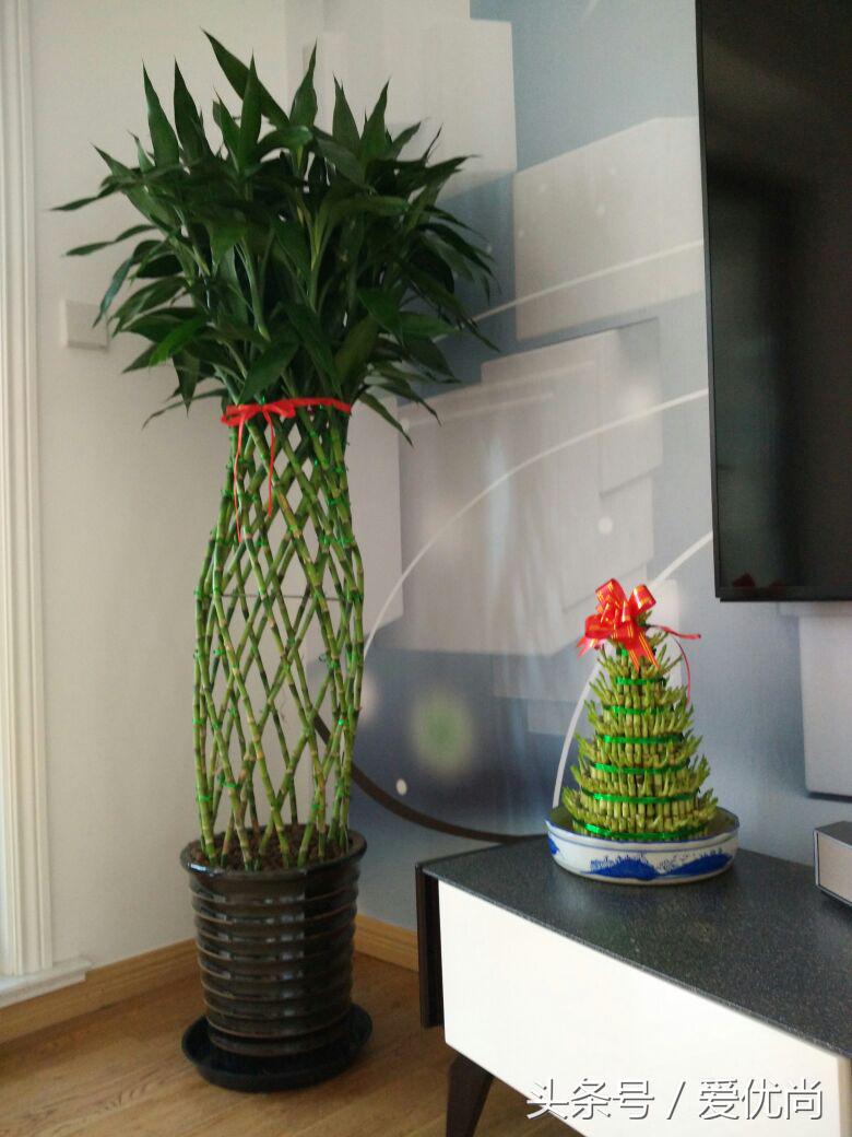 开业乔迁，吉利有寓意的盆栽有哪些？