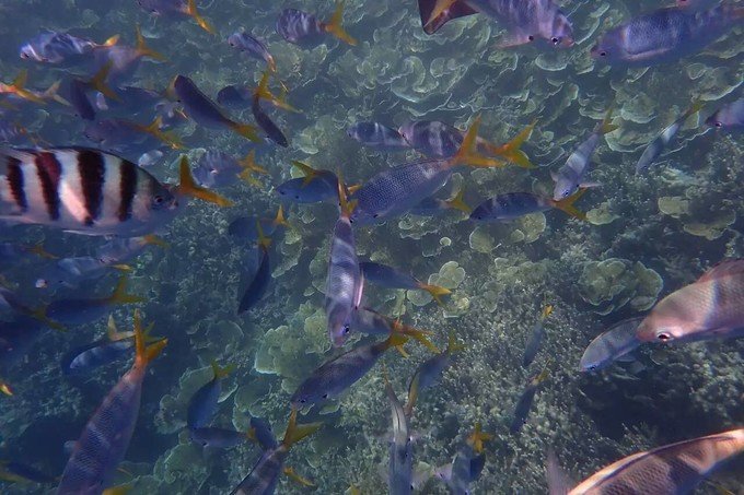 看鲨鱼，玩泥巴，看男人穿婚纱，带你看不一样的帕劳