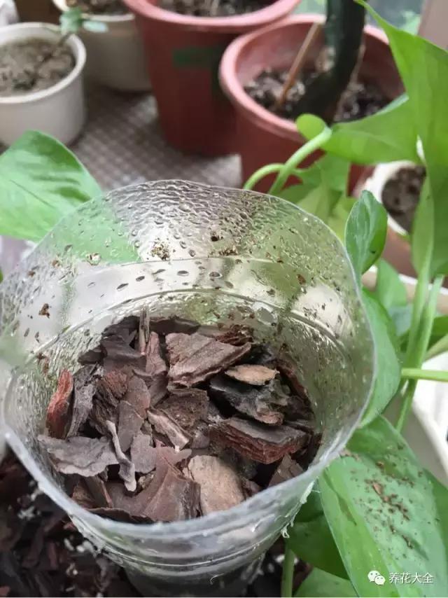 小小的绿萝，竟然完爆你家其他花，甩出十条街都不止！