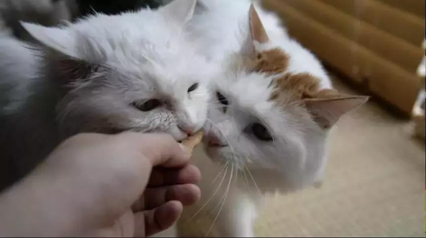 养一只猫咪需要多少钱,没有钱可以养猫咪吗