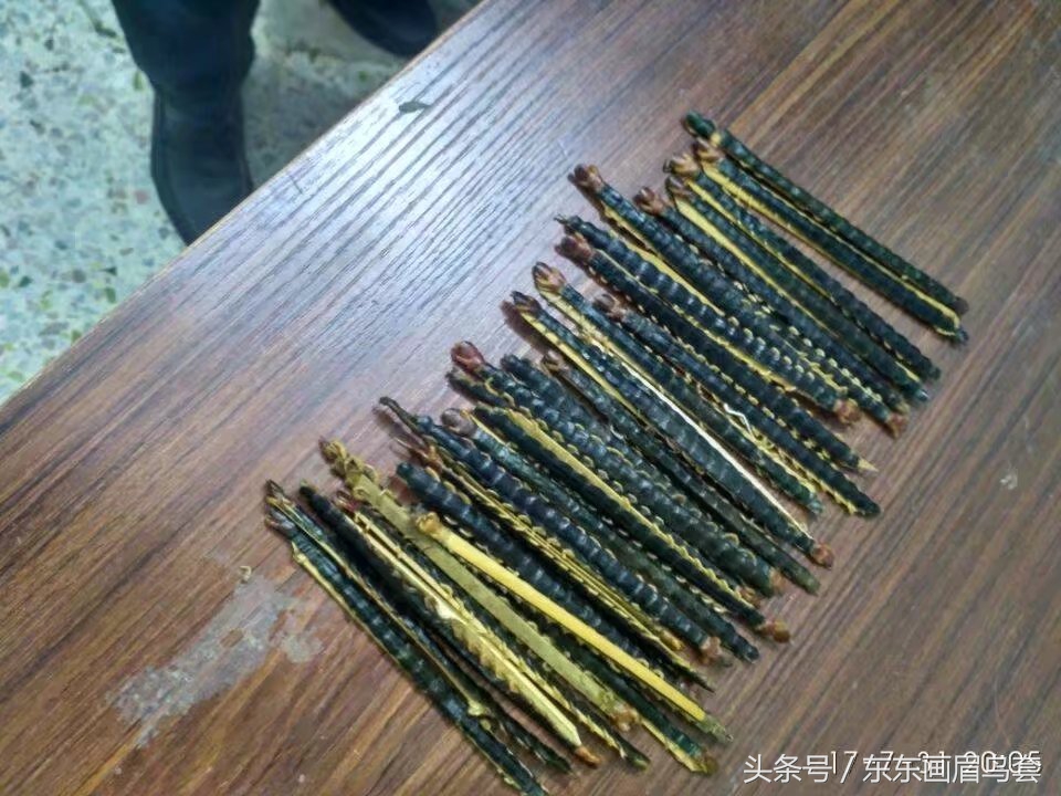 画眉鸟换毛期间喂什么活虫最好,画眉鸟换羽期要吃什么