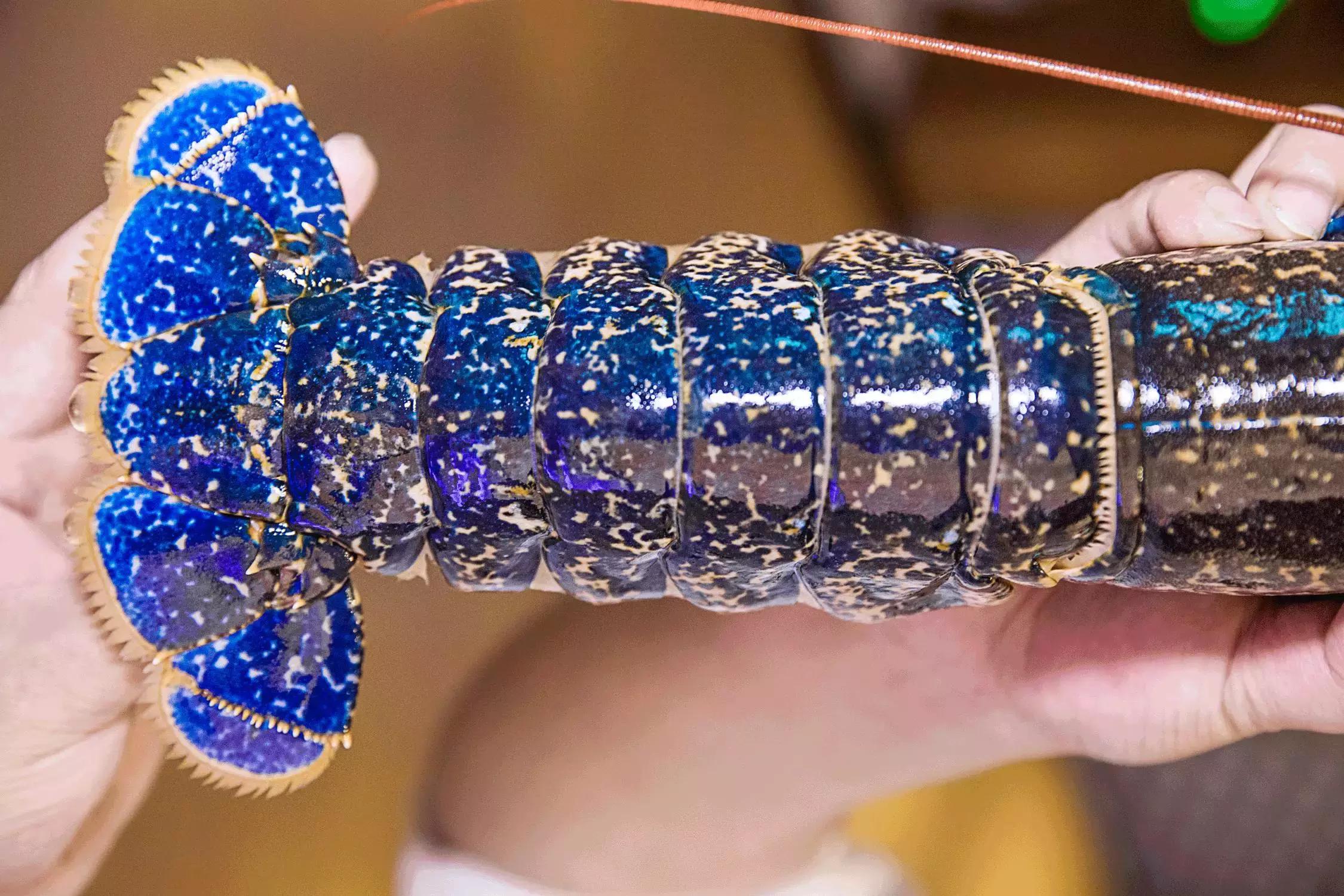 珍稀鱼子酱,波龙鱼子酱