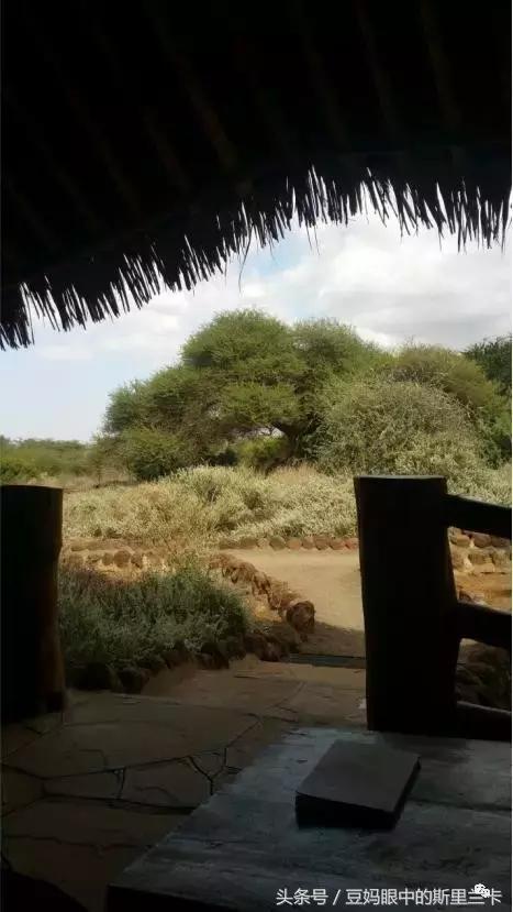 风动？树动？心动！致你，Kenya