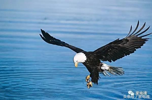 中国空调行业的引领者,空调行业风云四起品牌大战