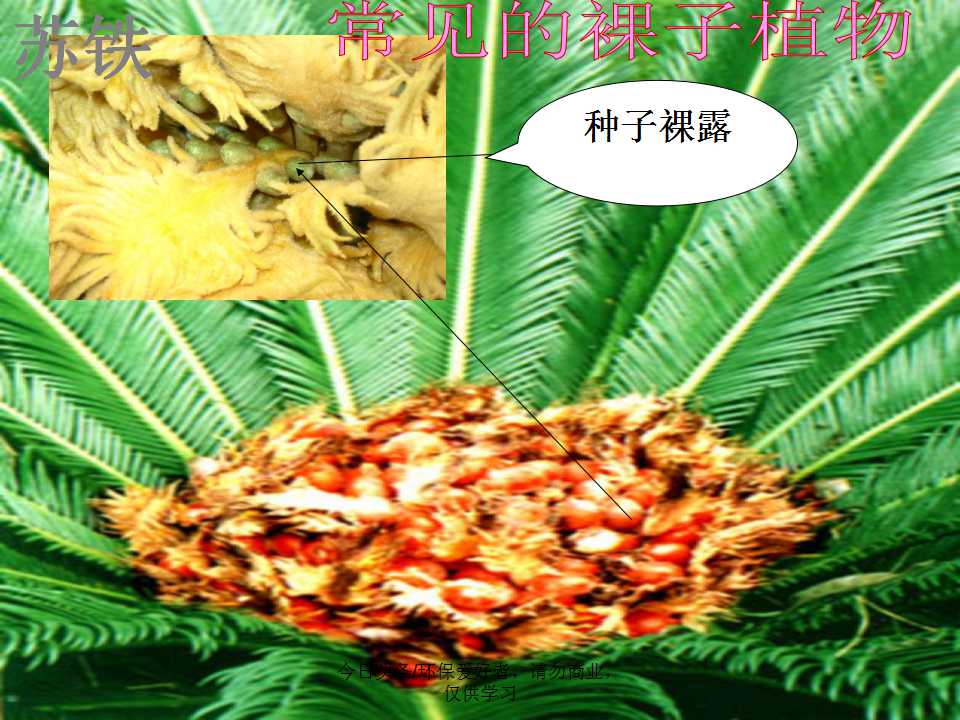 认识植物从身边开始,认识植物的根茎叶各个部分