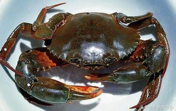 吃蟹要讲究如何做出美味的大闸蟹,原来这才是大闸蟹的正确吃法